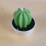 Simulated Succulent Candle Aromatherapy