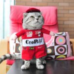 Spring and autumn pet cat costume